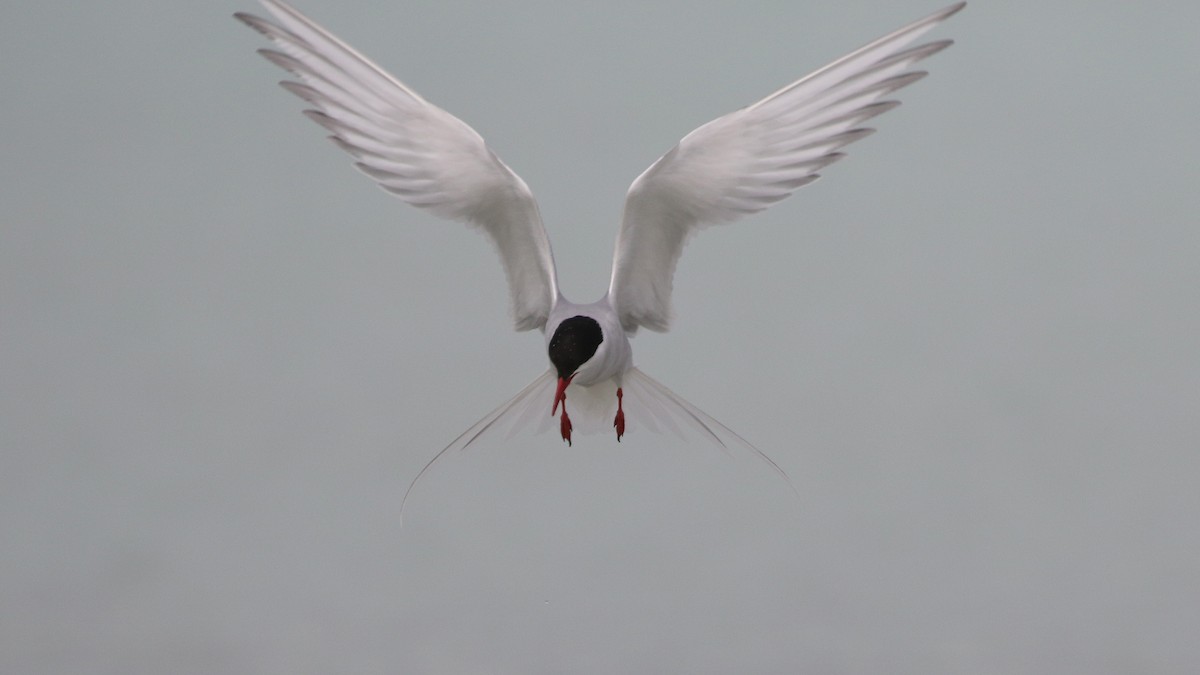 Arctic Tern - ML620287369