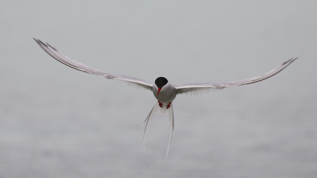 Arctic Tern - ML620287370