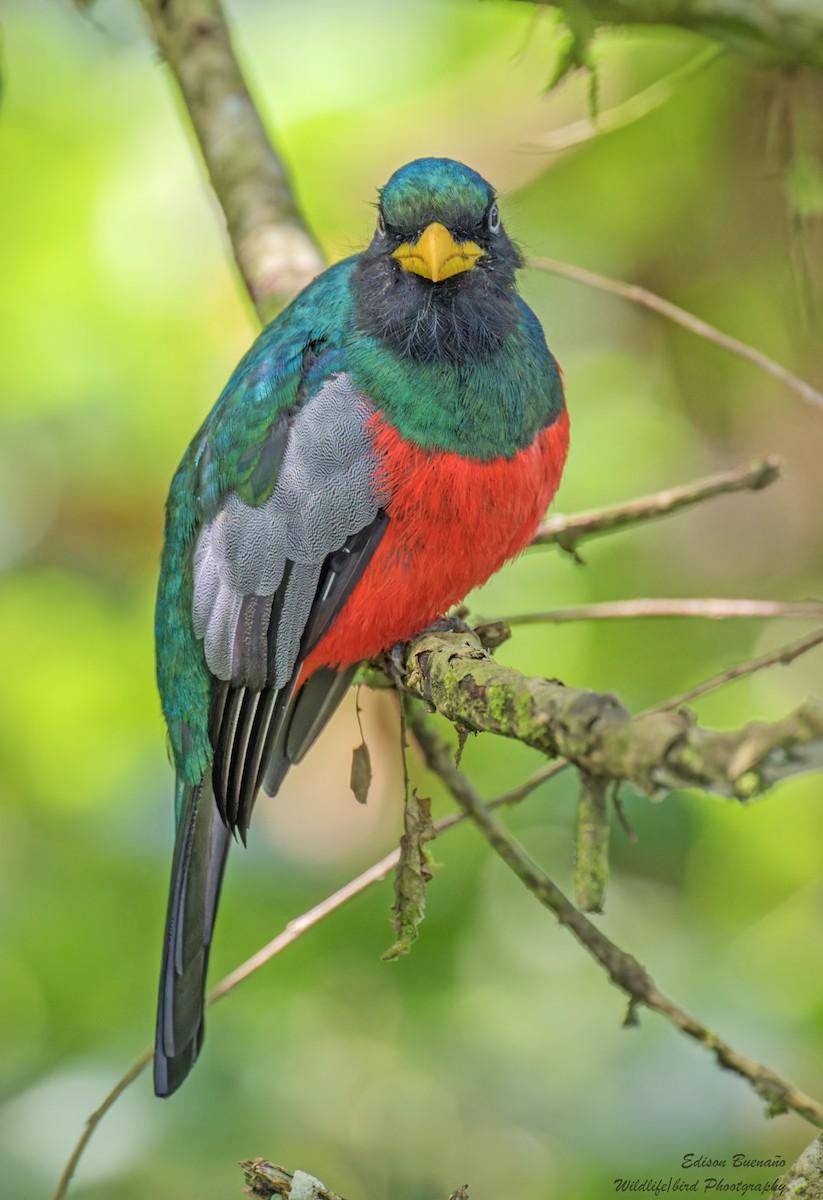 Trogon aux yeux blancs - ML620287371