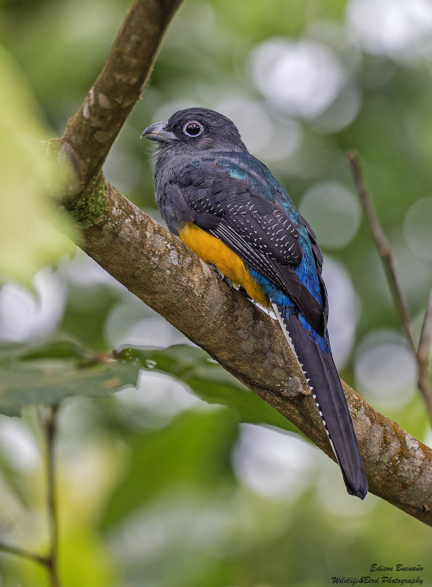 White-tailed Trogon - ML620287376