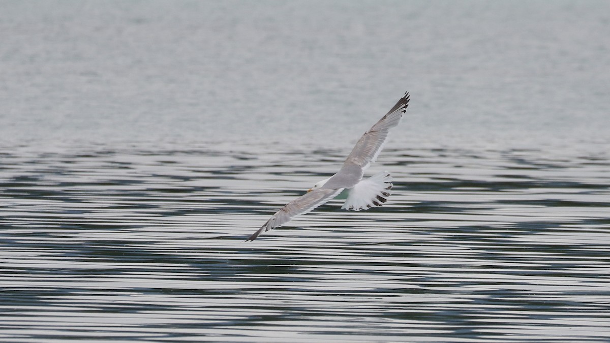 Gaviota Argéntea - ML620287379