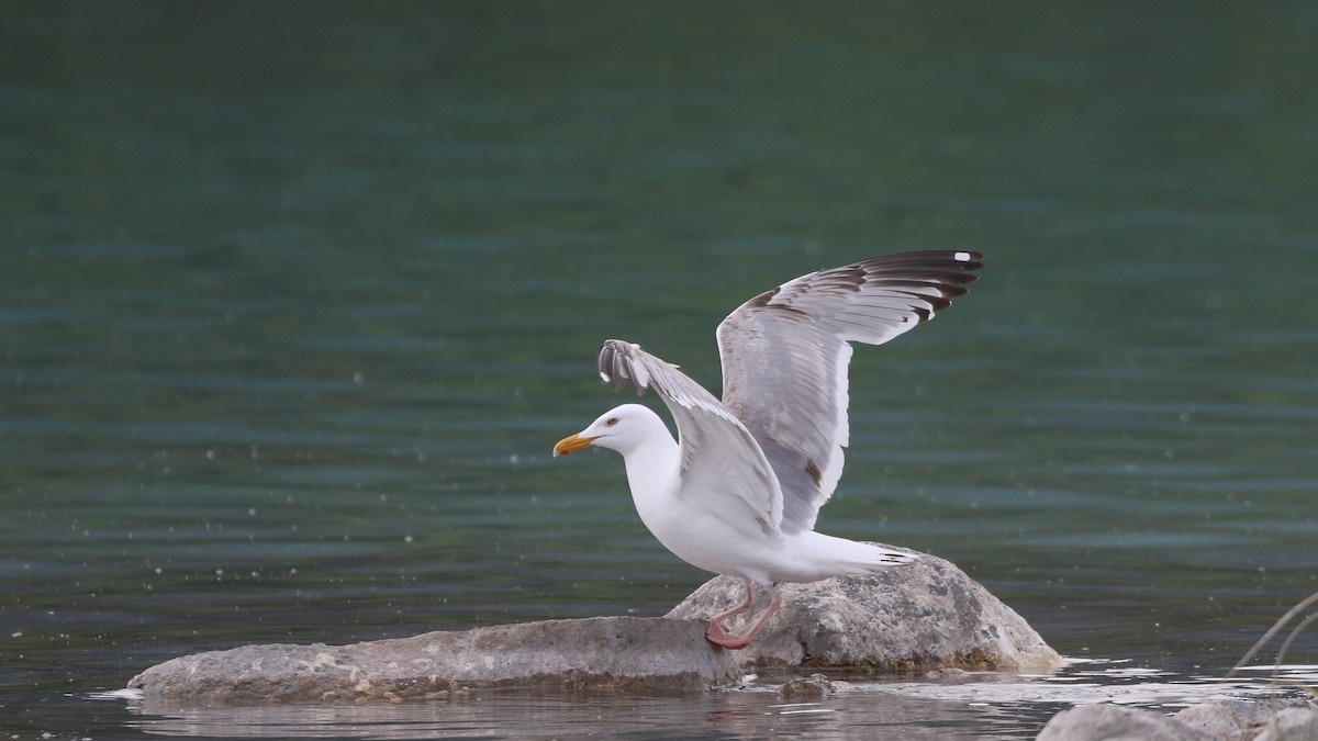 Herring Gull - ML620287380