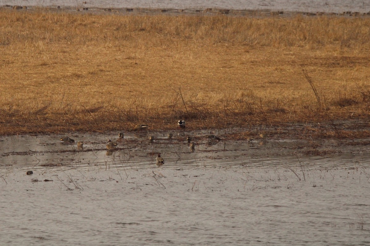 Green-winged Teal - ML620287382