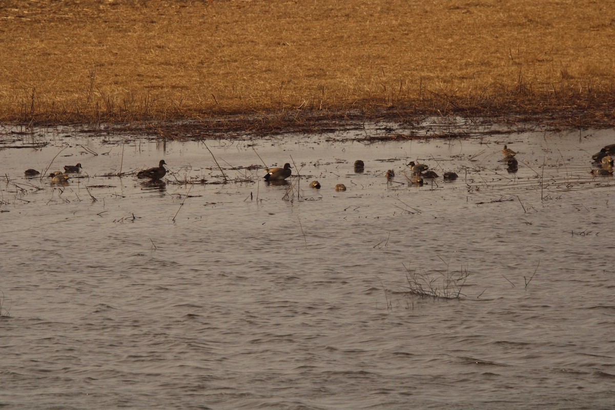 Green-winged Teal - ML620287383