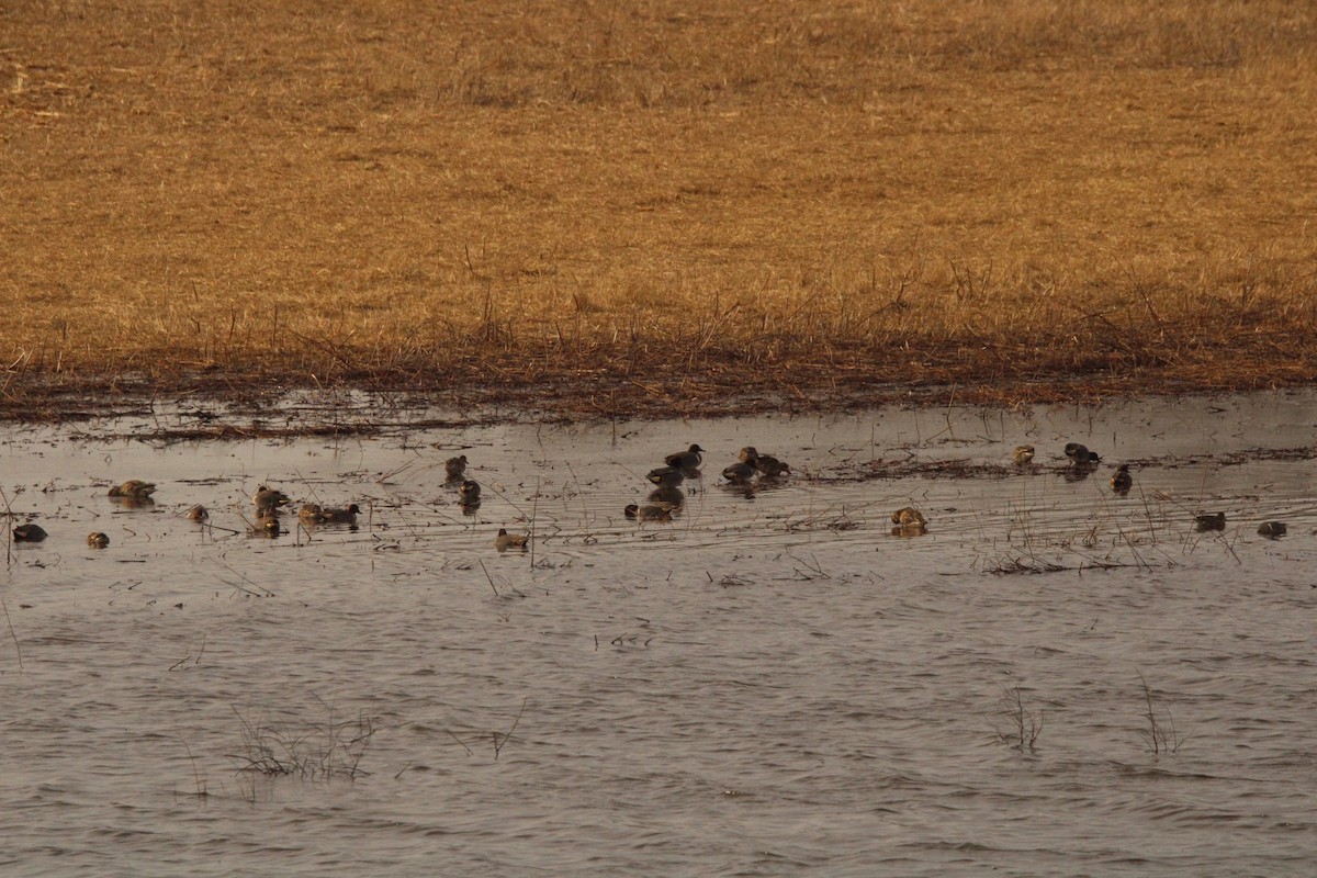 Green-winged Teal - ML620287388