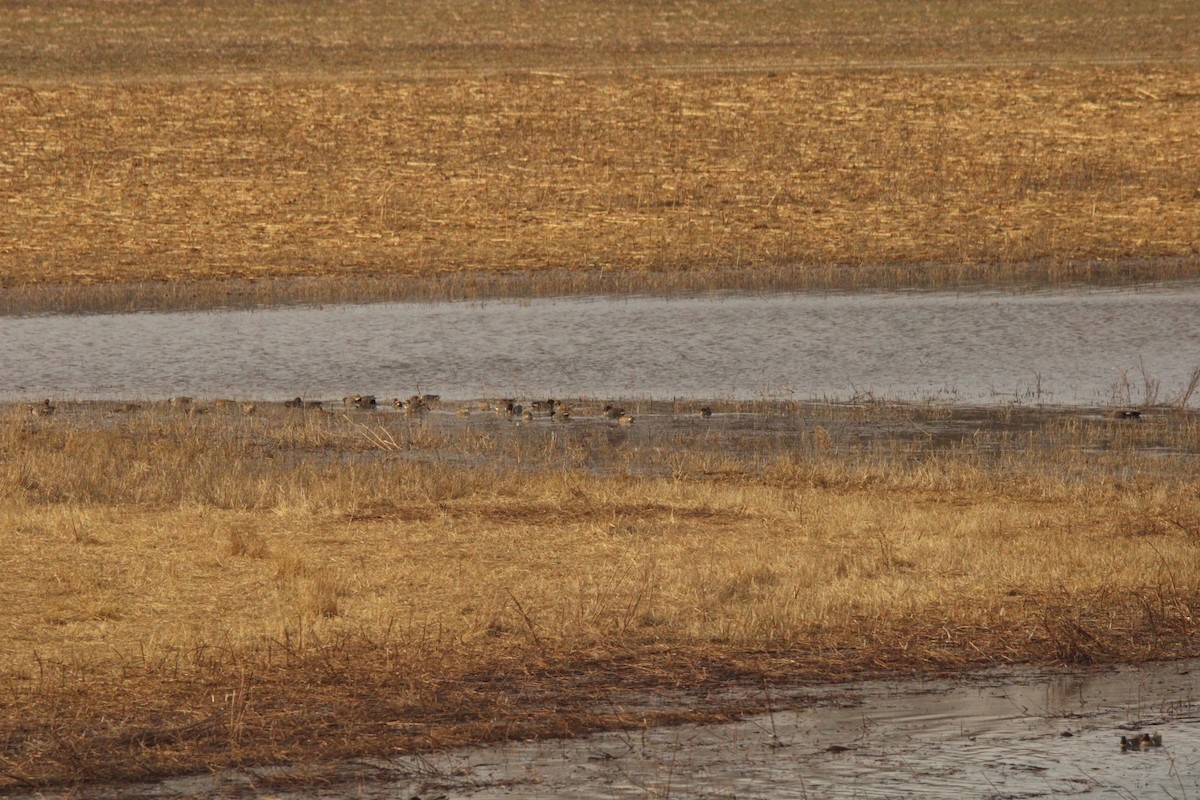 Green-winged Teal - ML620287389