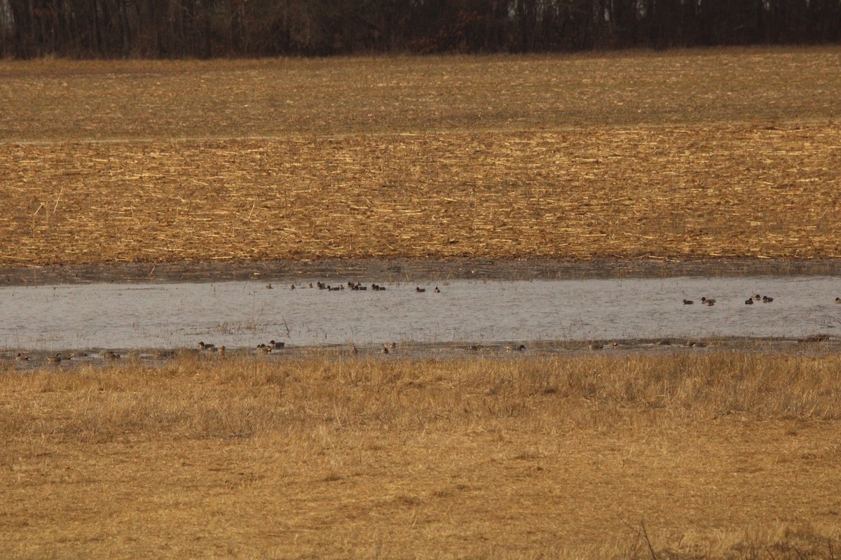 Green-winged Teal - ML620287390