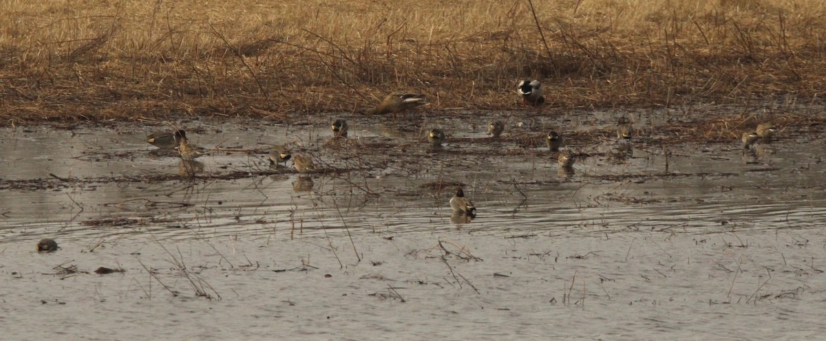 Green-winged Teal - ML620287393