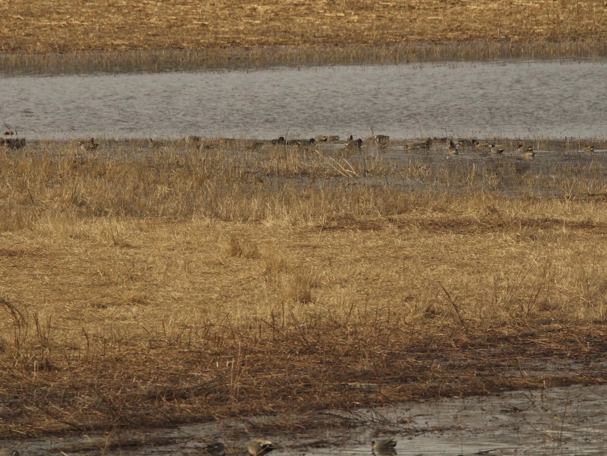 Green-winged Teal - ML620287394