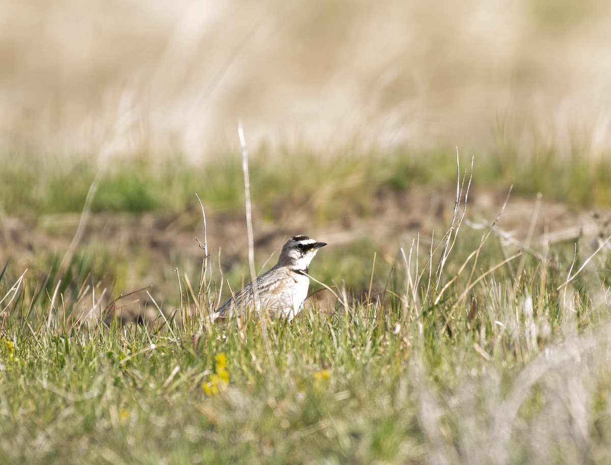 Horned Lark - ML620287396