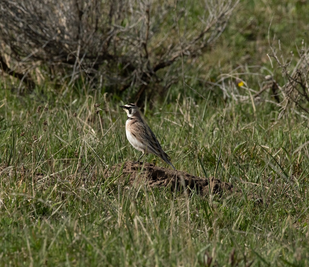 Horned Lark - ML620287398