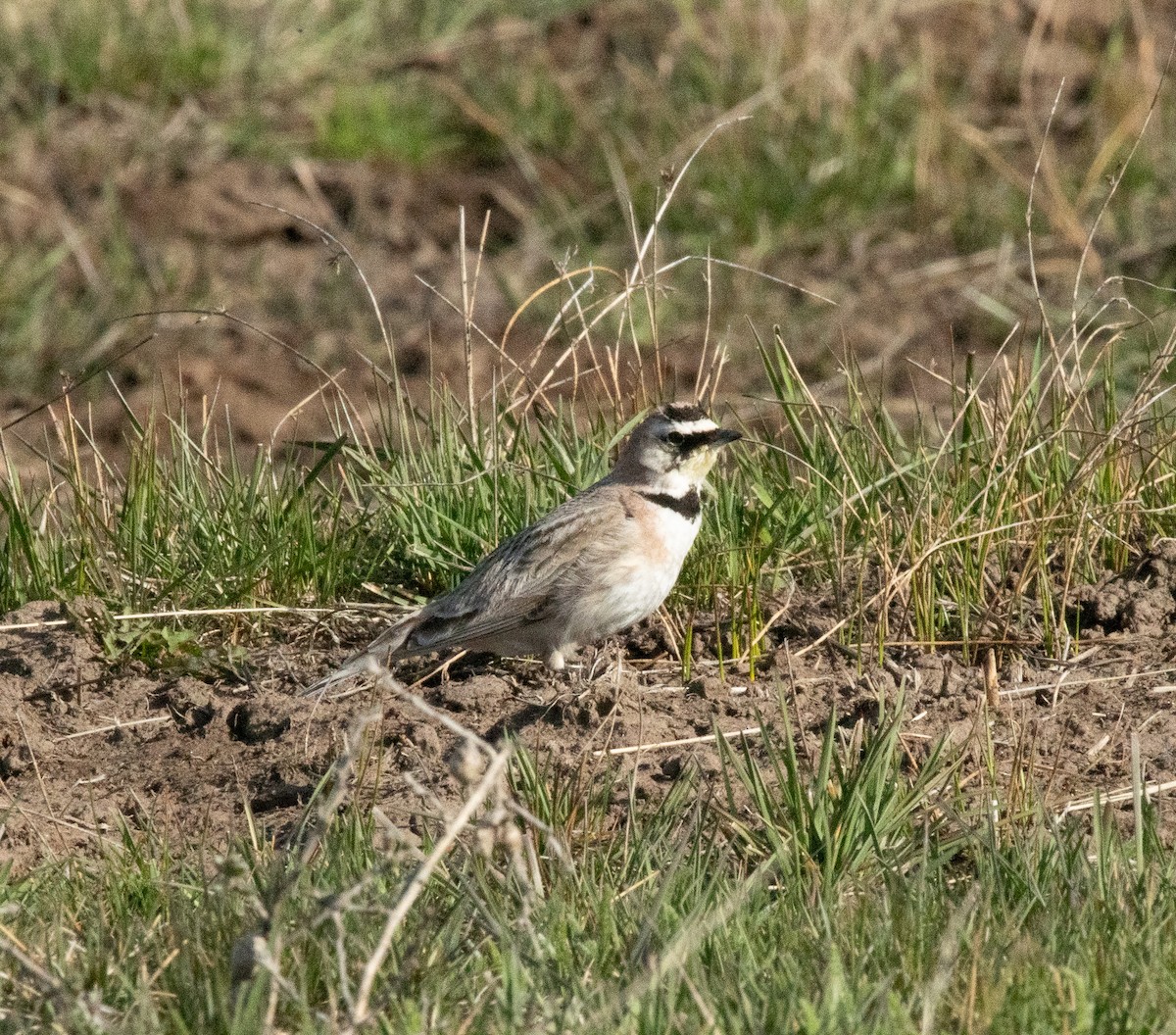 Horned Lark - ML620287399