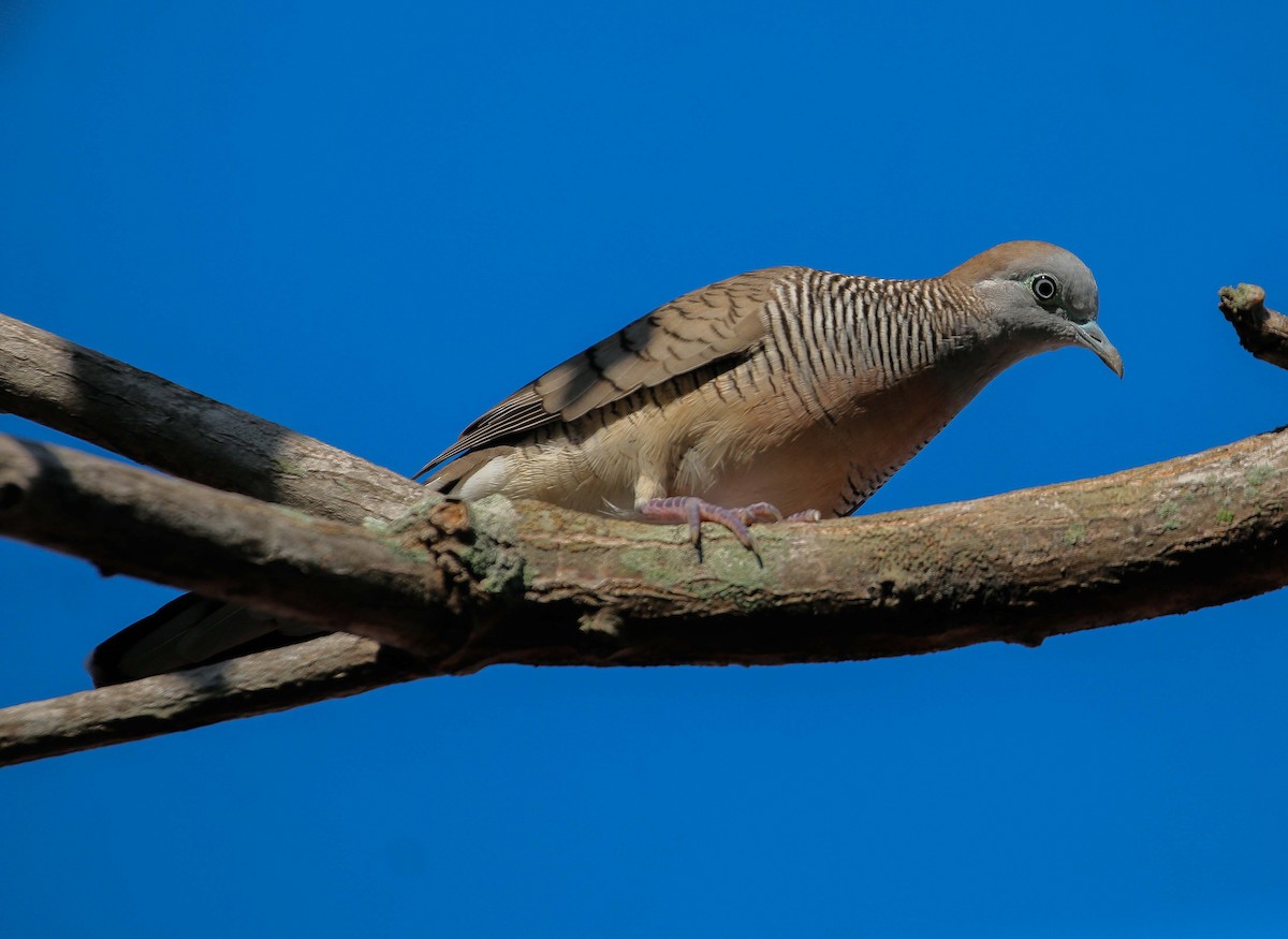 Zebra Dove - ML620287400