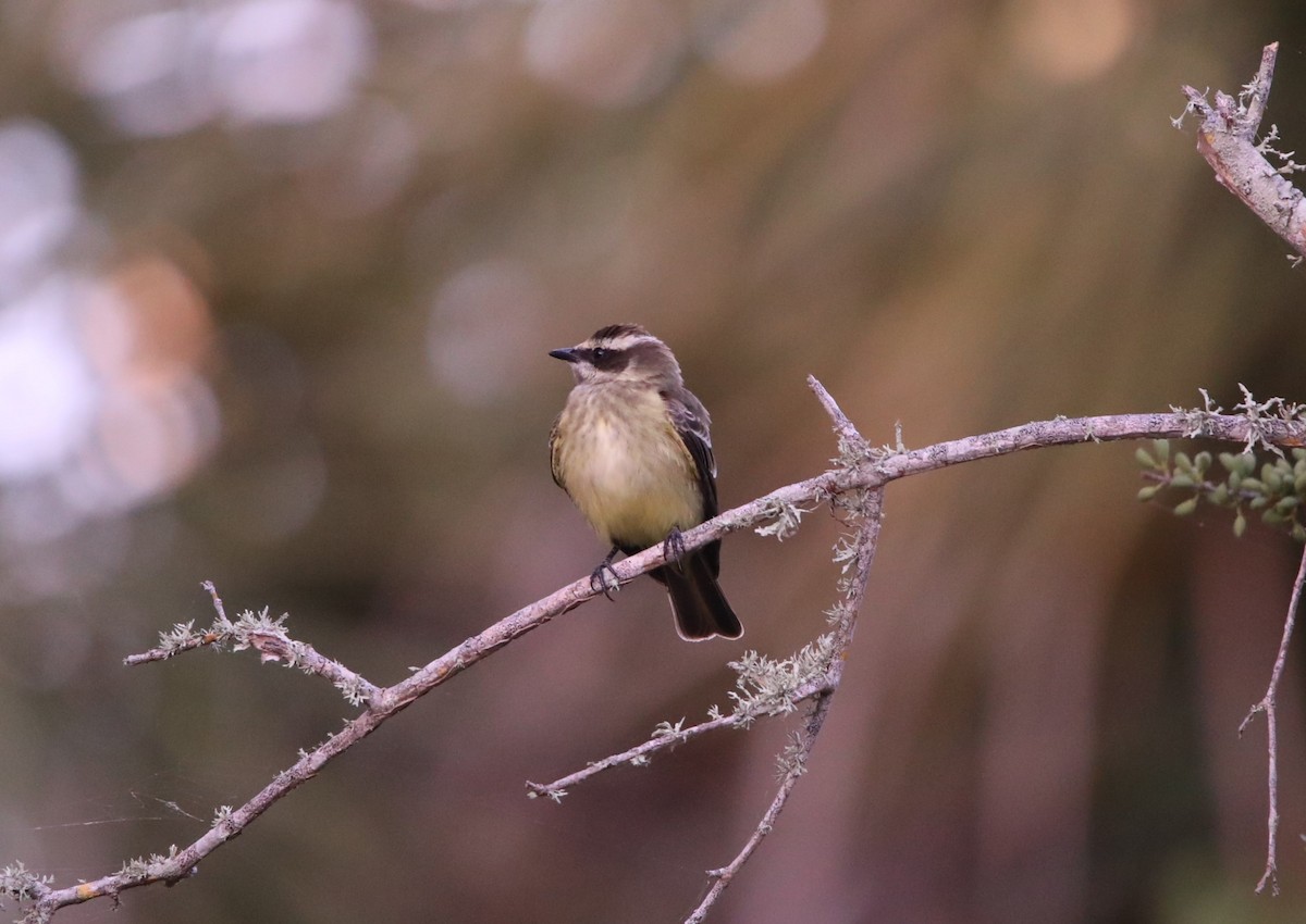 Piratic Flycatcher - John Groskopf