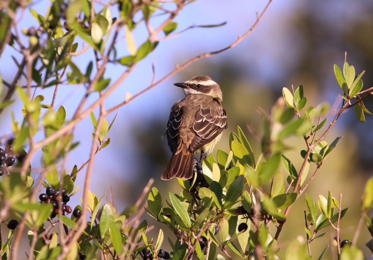 Piratic Flycatcher - ML620287402