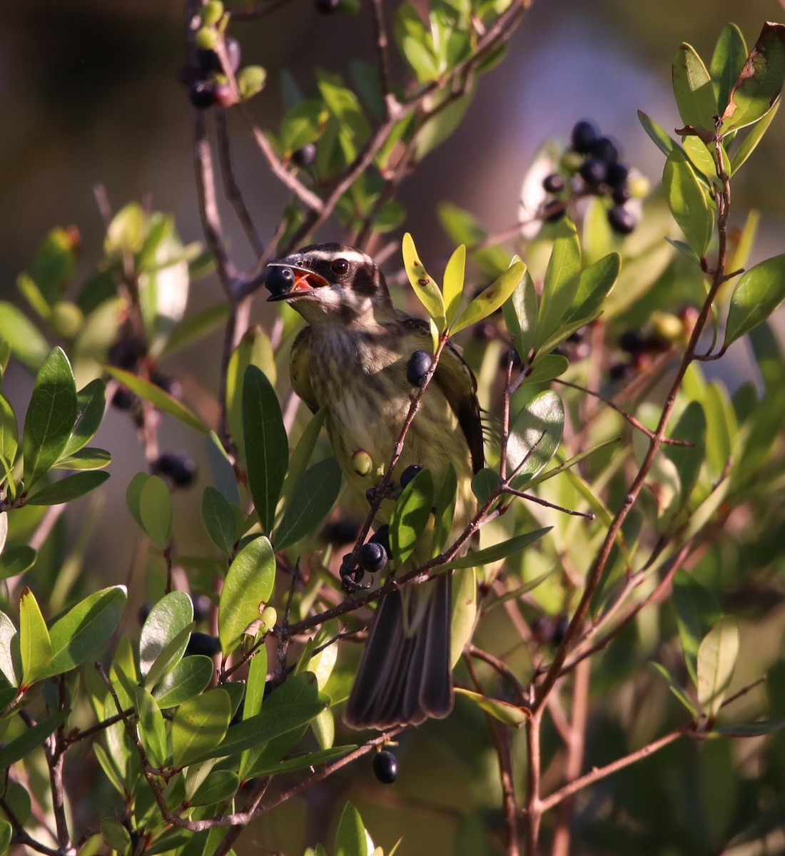 Piratic Flycatcher - John Groskopf