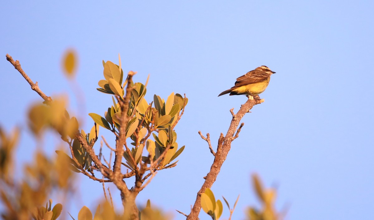 Piratic Flycatcher - ML620287406