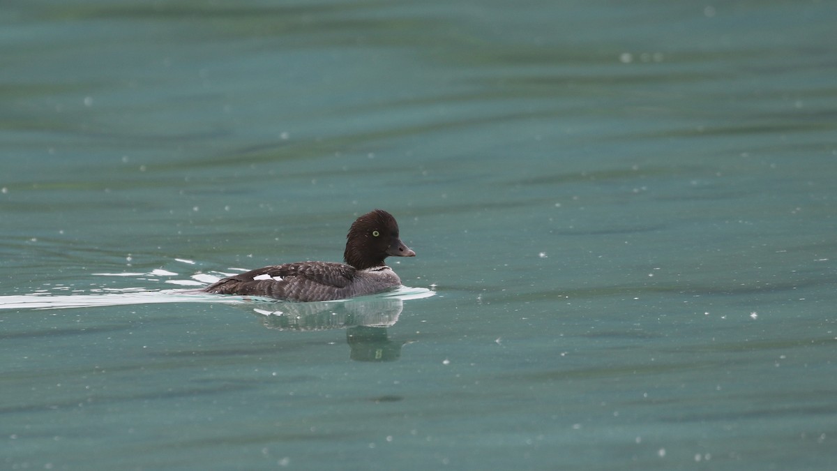 Barrow's Goldeneye - ML620287411