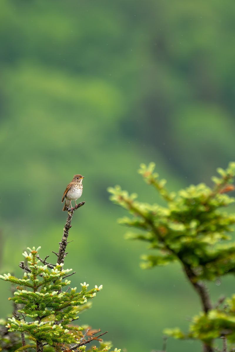 Bicknell's Thrush - ML620287414