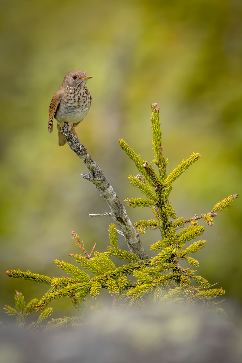 Bicknell's Thrush - ML620287415