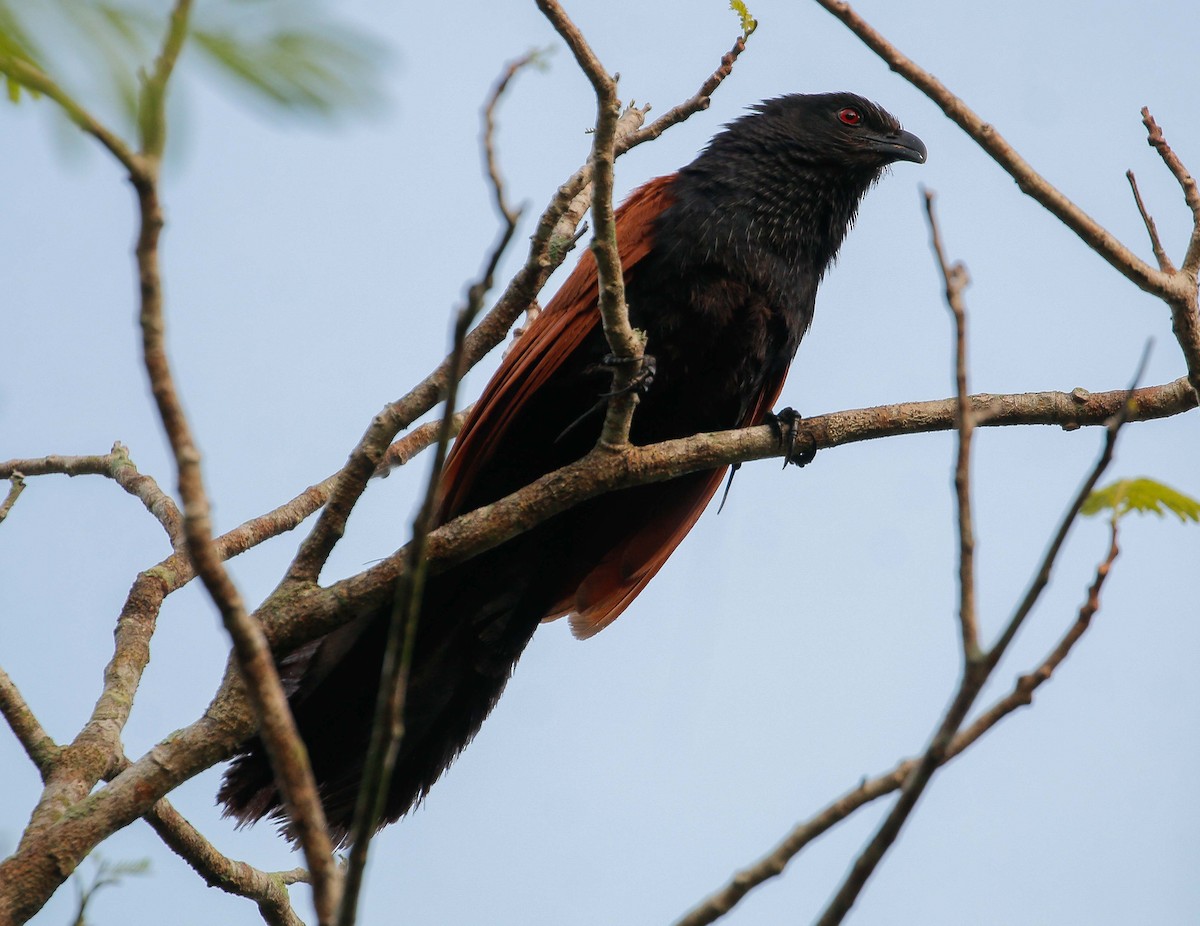 Greater Coucal - ML620287417