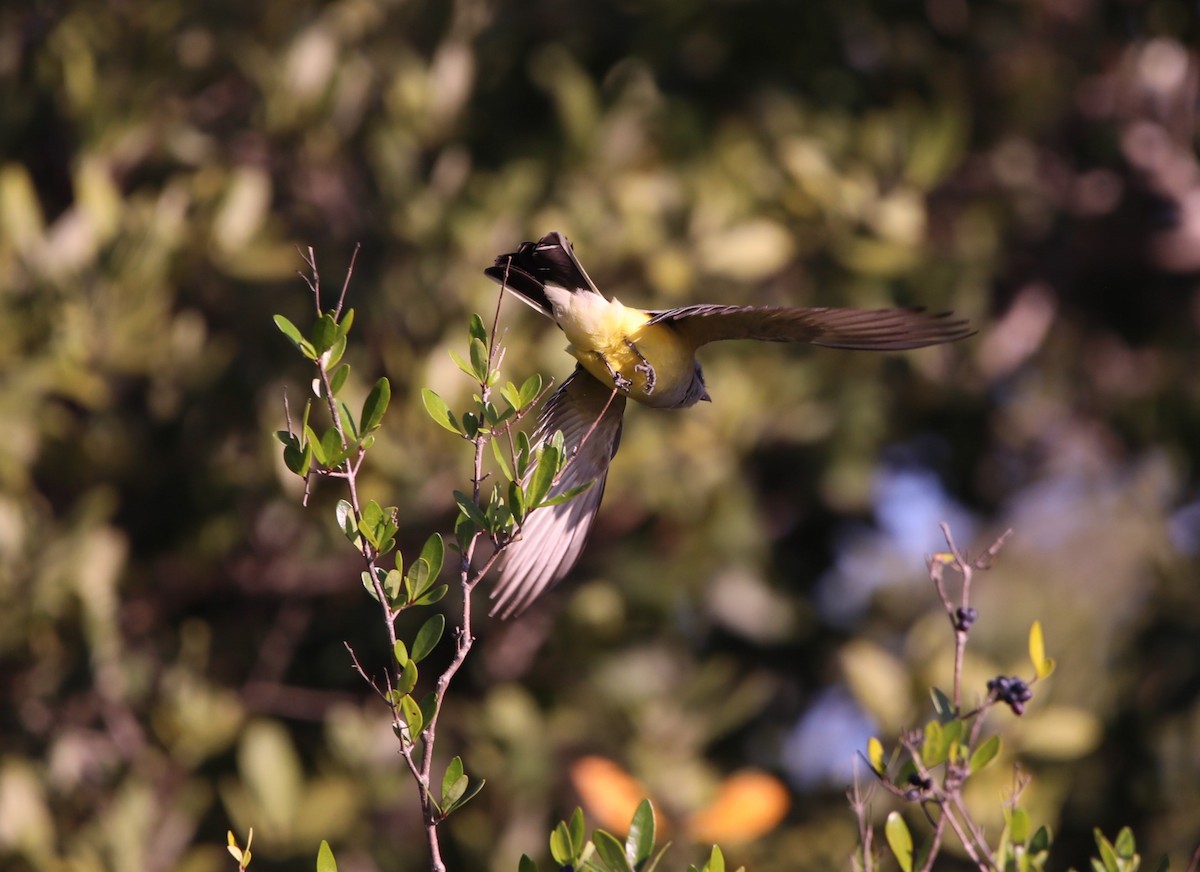 Western Kingbird - ML620287419