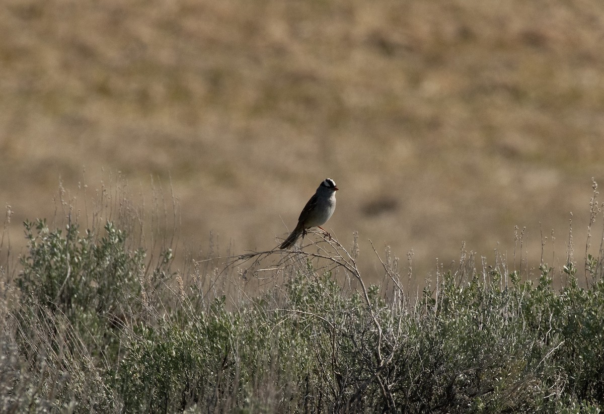 White-crowned Sparrow - ML620287424