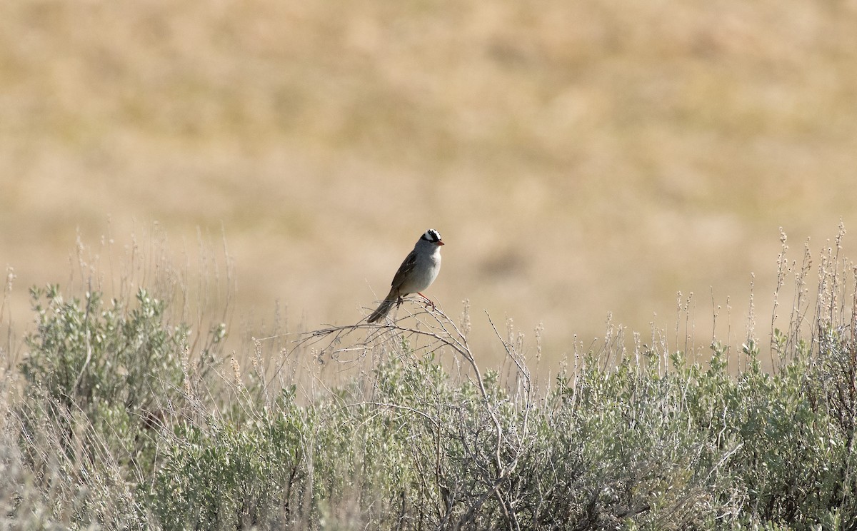 White-crowned Sparrow - ML620287425