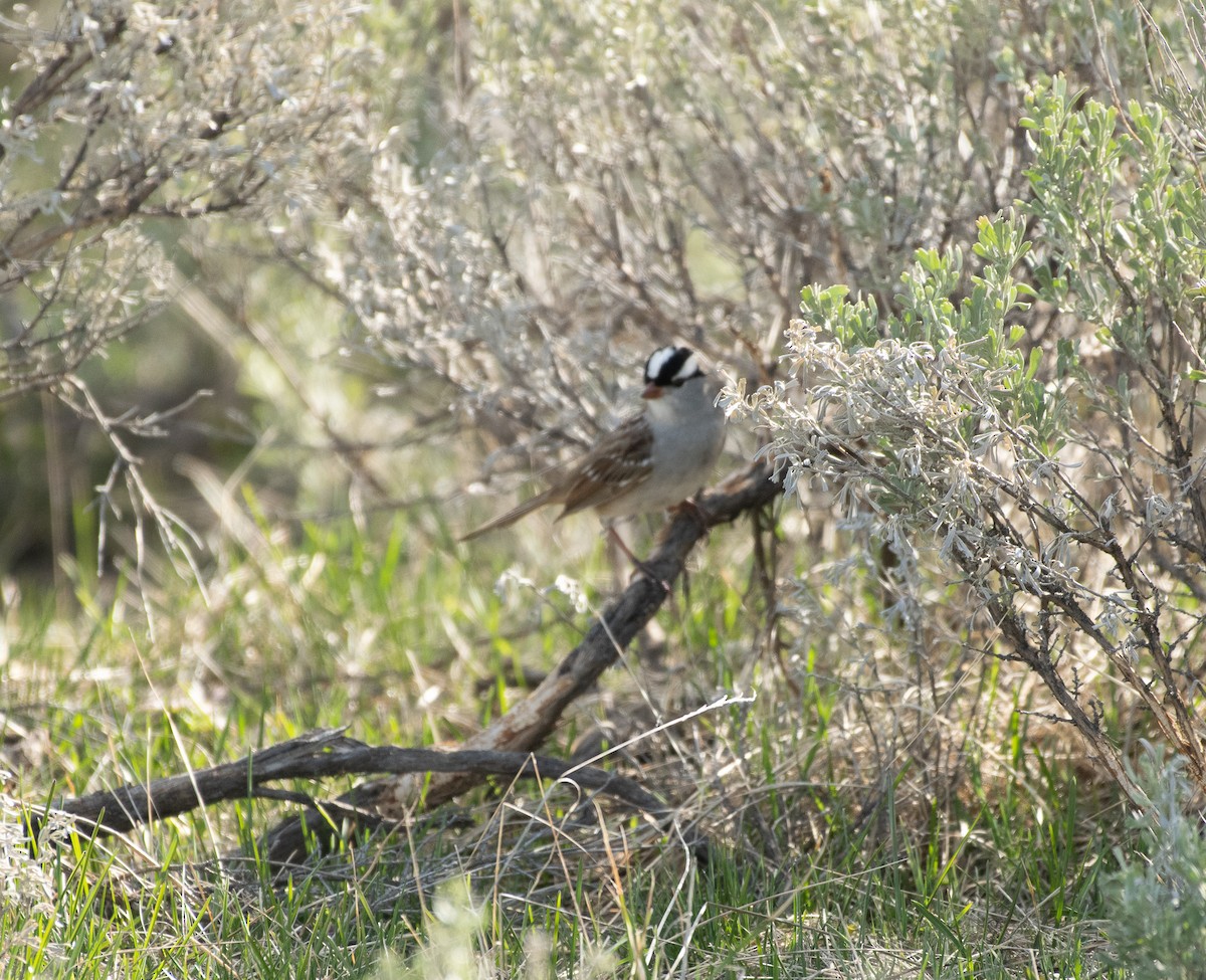 White-crowned Sparrow - ML620287426
