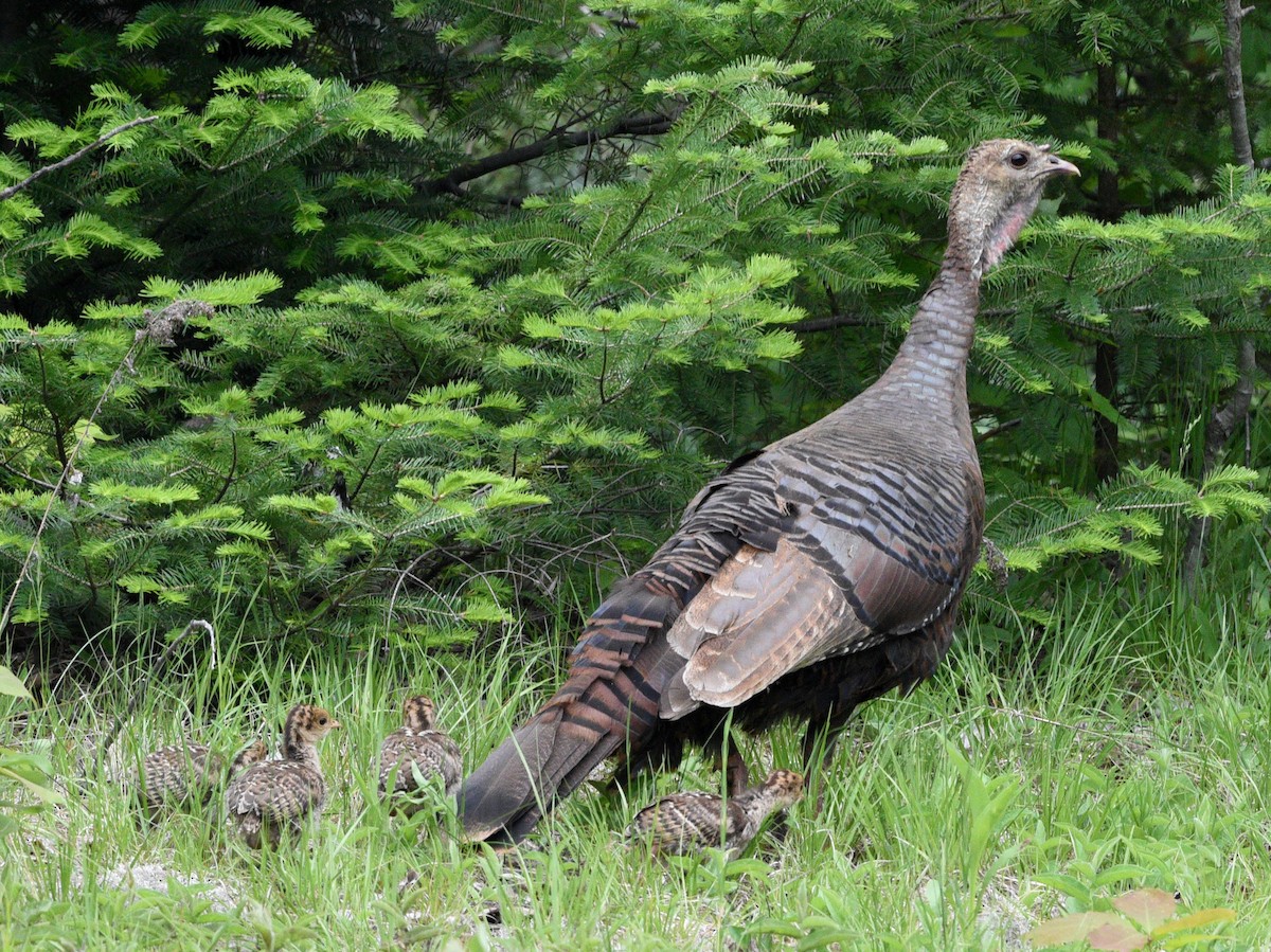 Wild Turkey - ML620287432