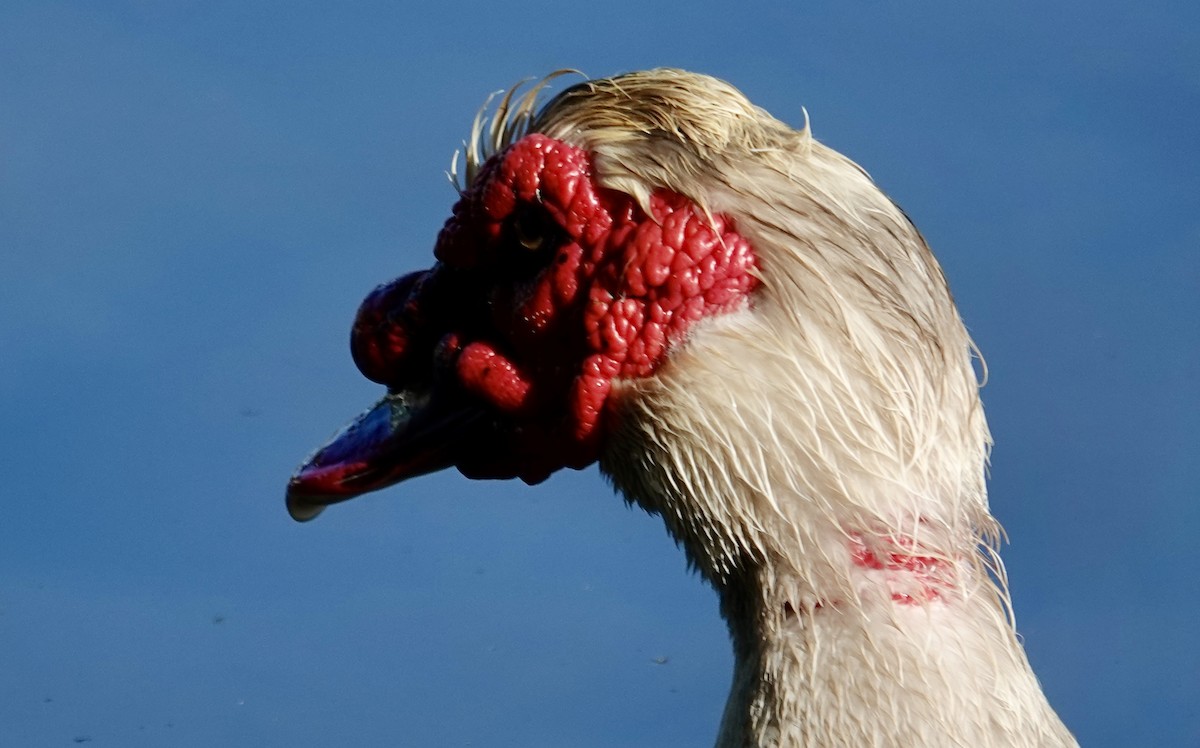 Muscovy Duck (Domestic type) - ML620287435