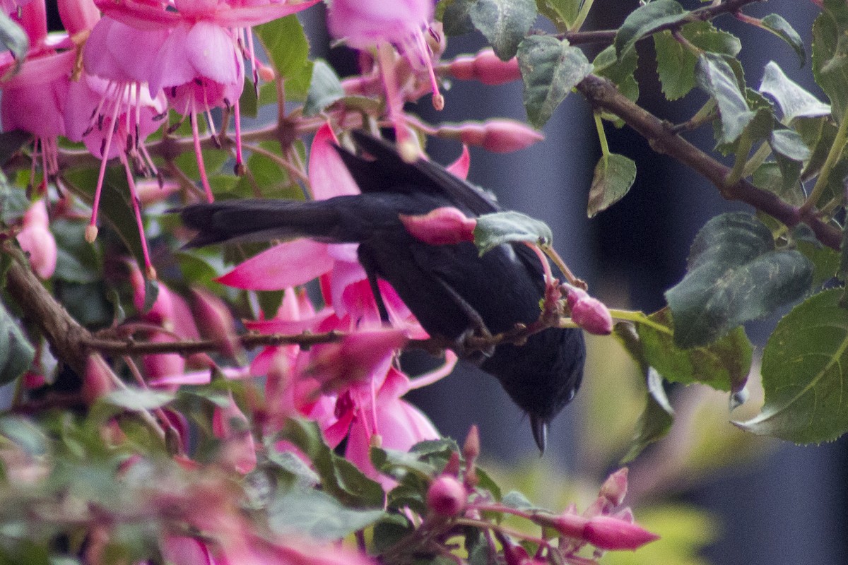 White-sided Flowerpiercer - ML620287459