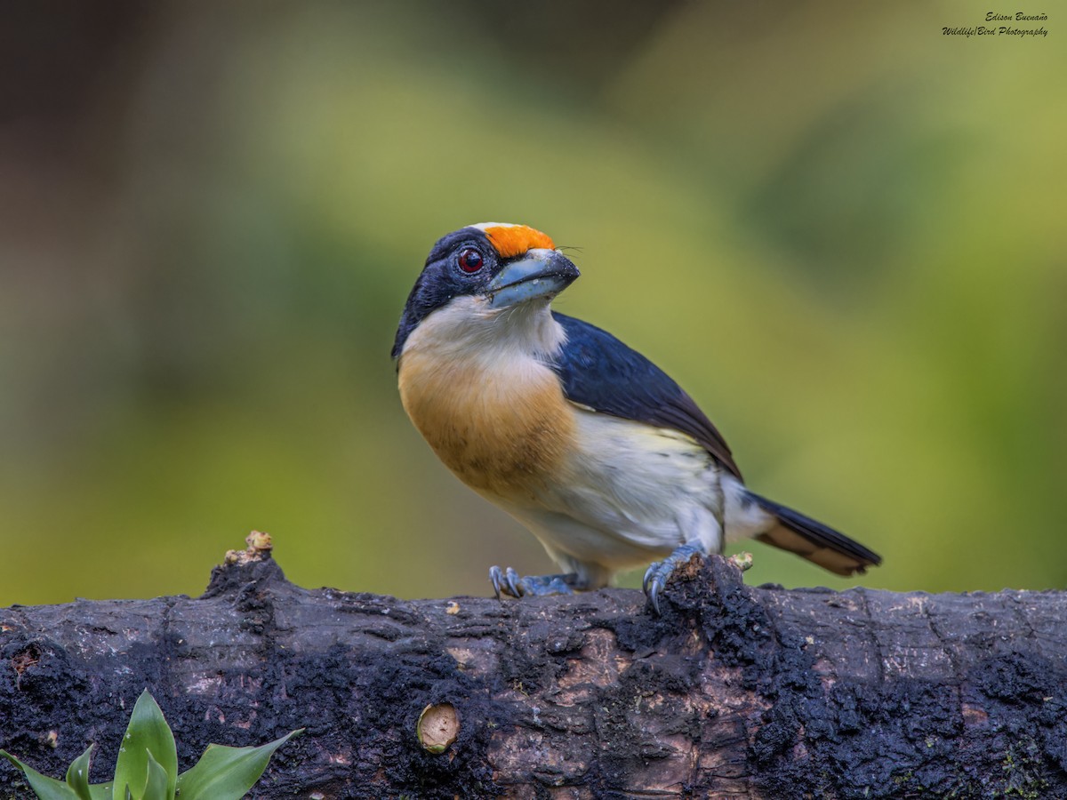 Orange-fronted Barbet - ML620287471