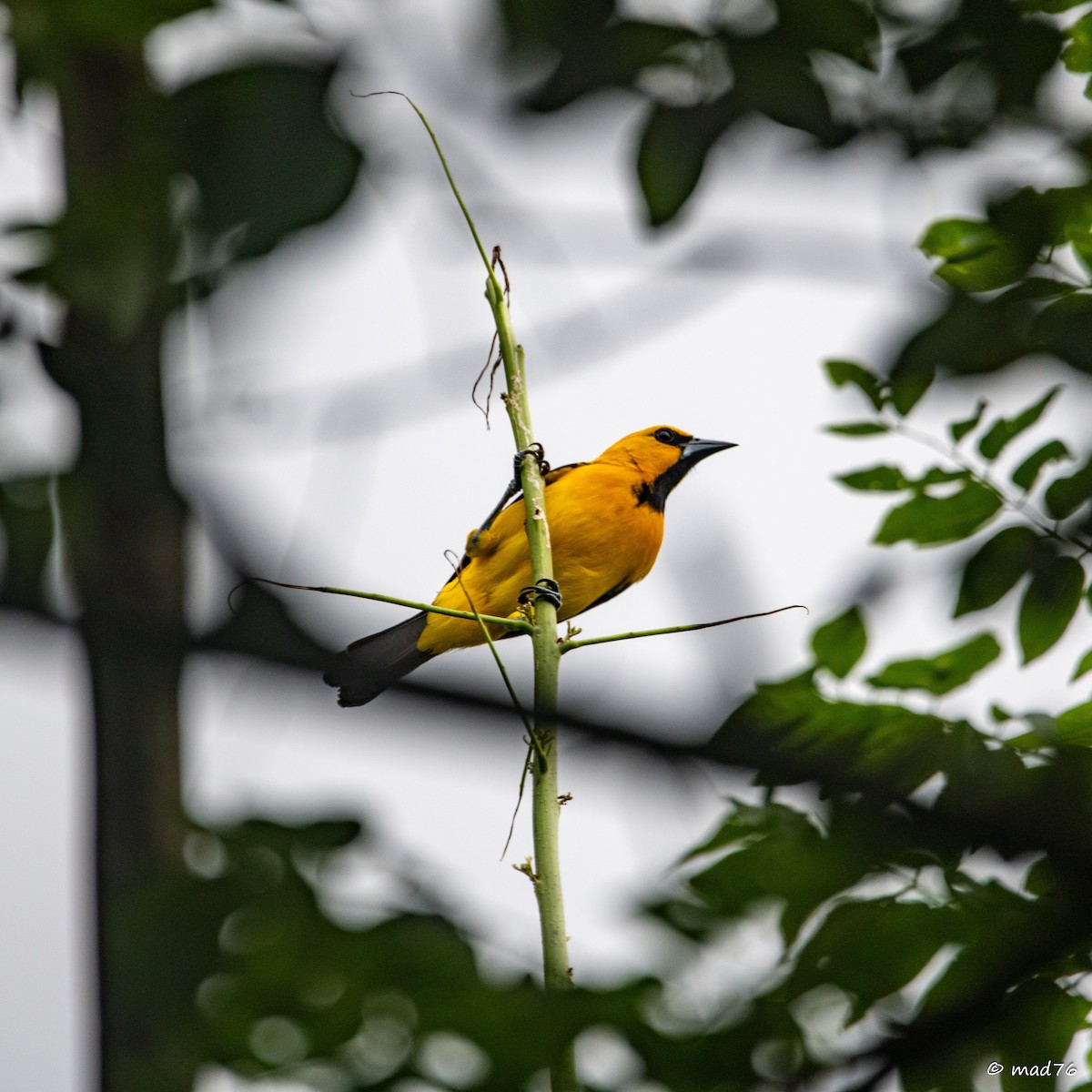 Yellow Oriole - ML620287472