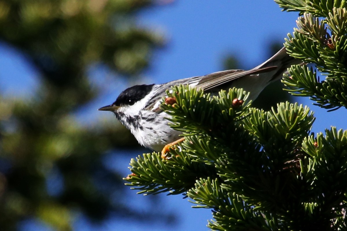 Paruline rayée - ML620287477