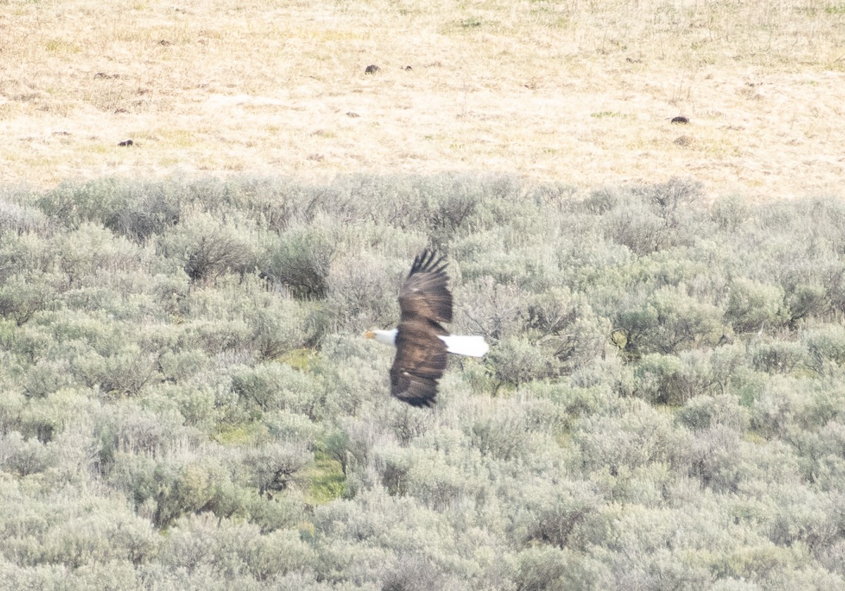 Bald Eagle - ML620287479