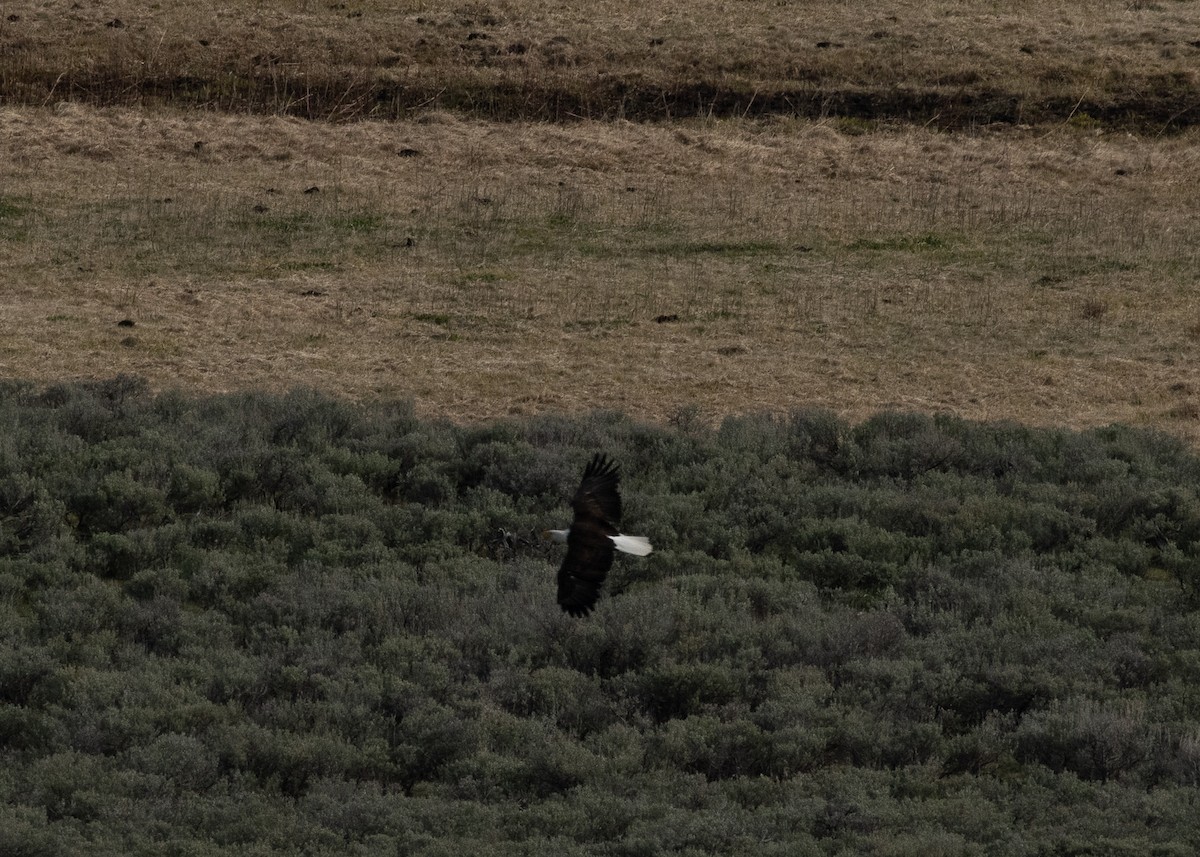 Bald Eagle - ML620287481