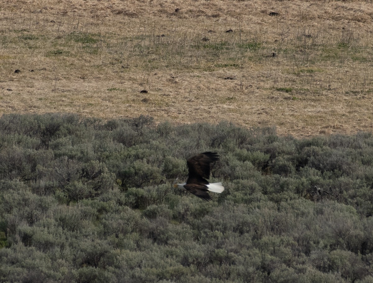 Bald Eagle - ML620287482