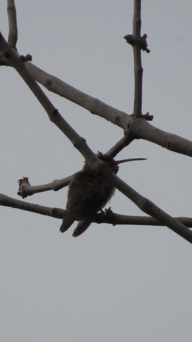kolibřík temnobřichý - ML620287491