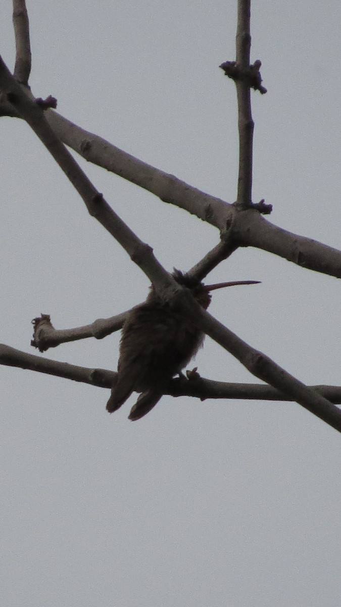 Dusky Hummingbird - ML620287491