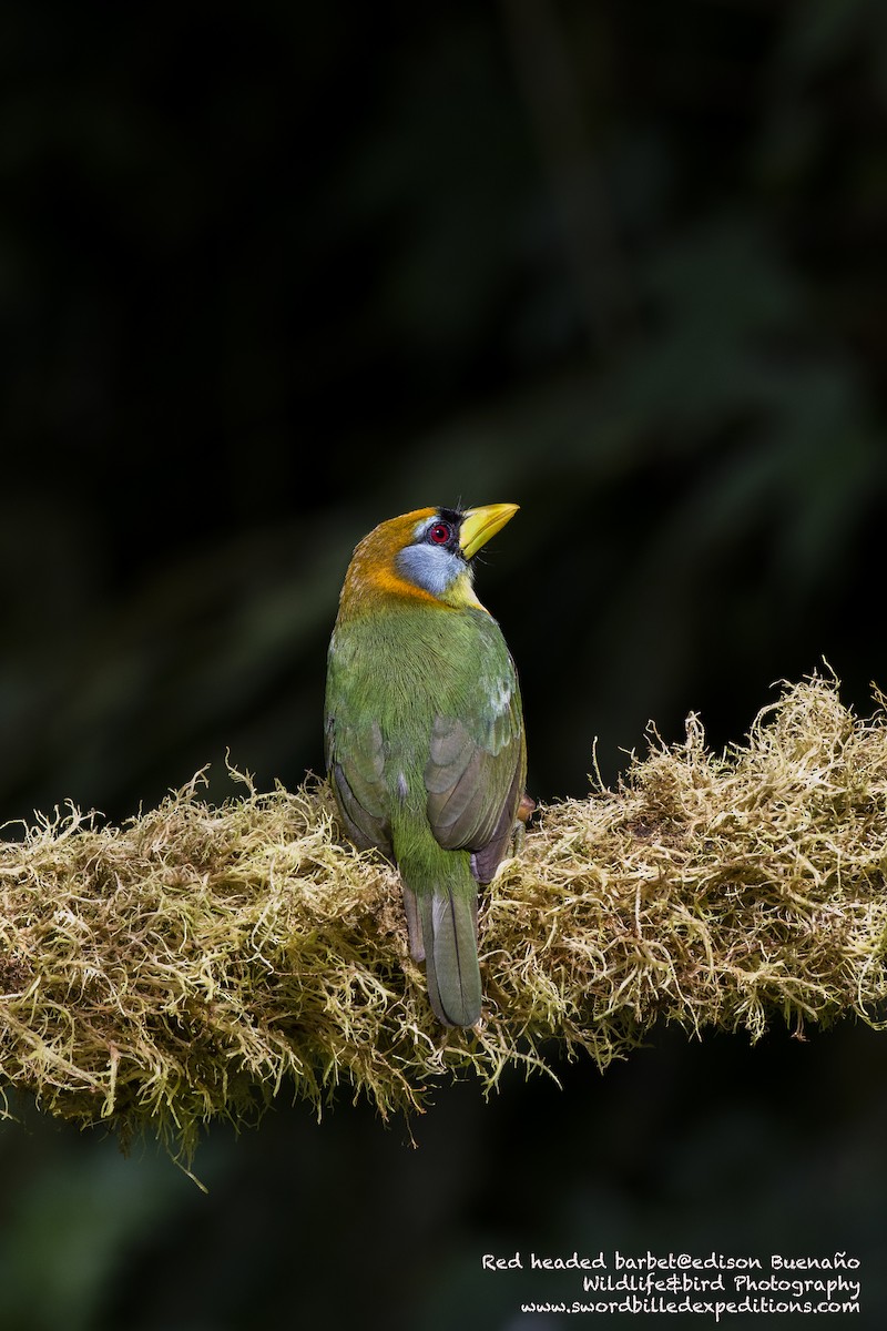 Red-headed Barbet - Edison Buenano