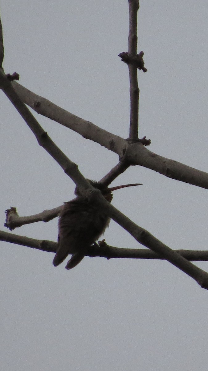 Dusky Hummingbird - ML620287494