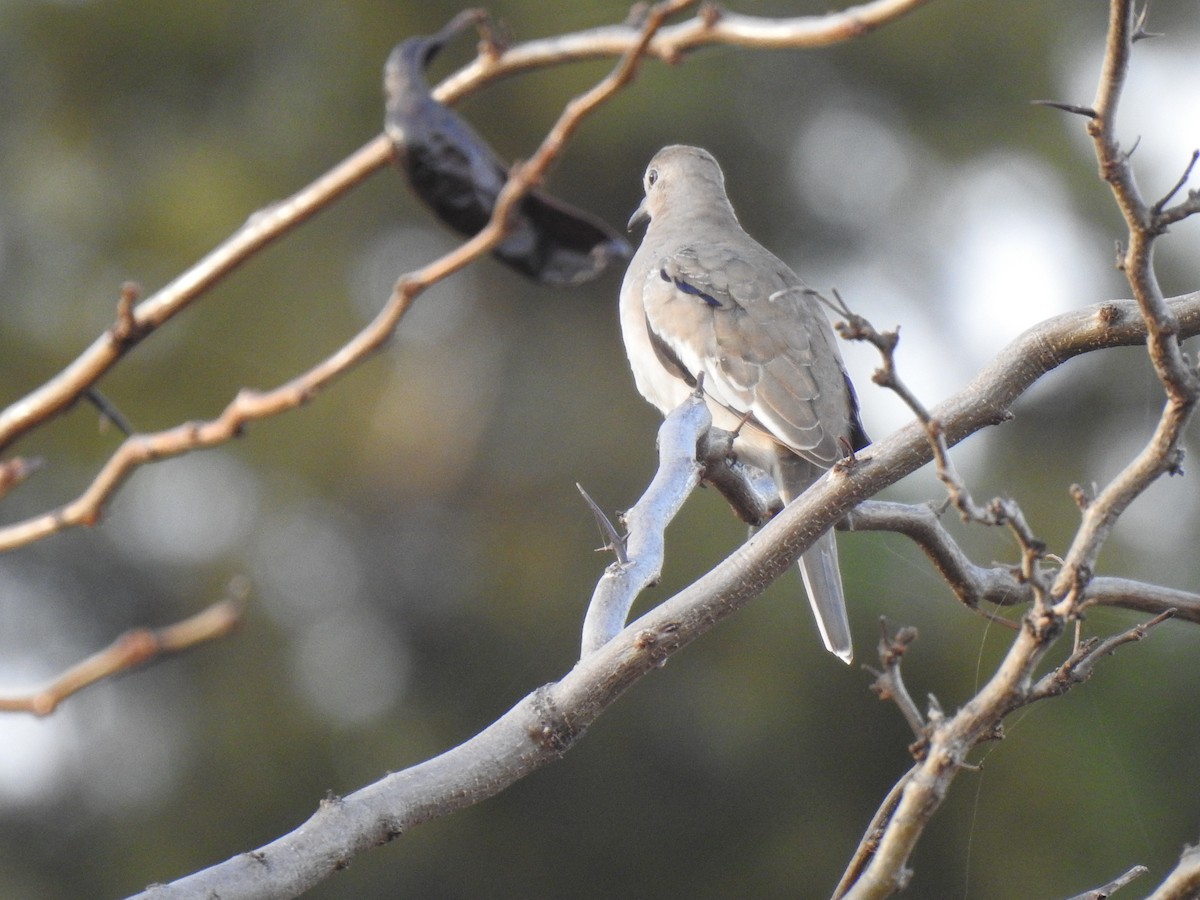 Picui Ground Dove - ML620287499