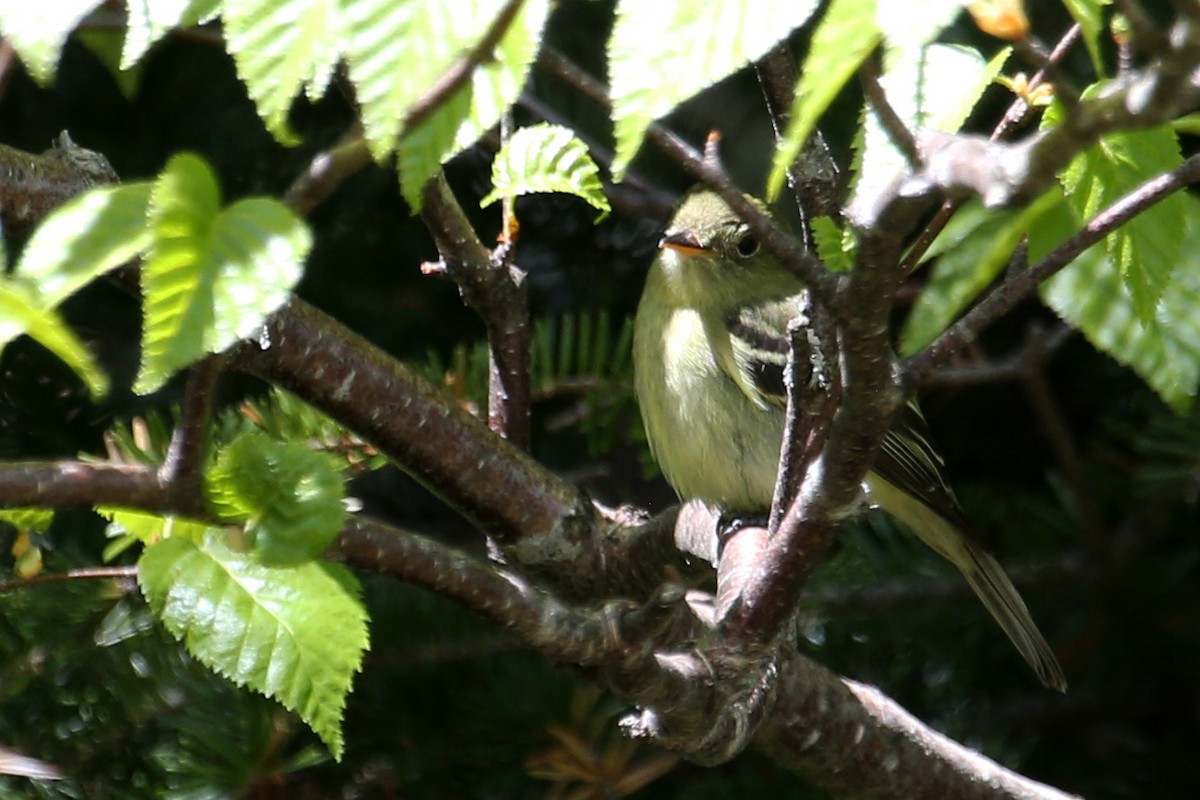 Yellow-bellied Flycatcher - ML620287503