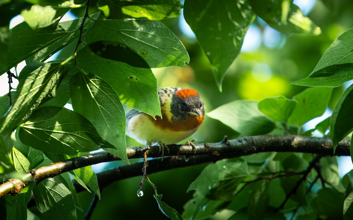 Bay-breasted Warbler - ML620287504