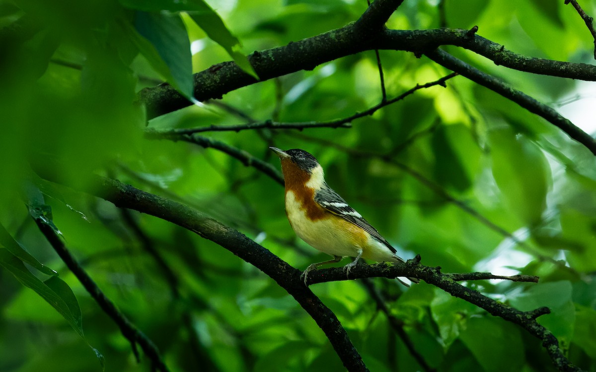 Bay-breasted Warbler - ML620287505