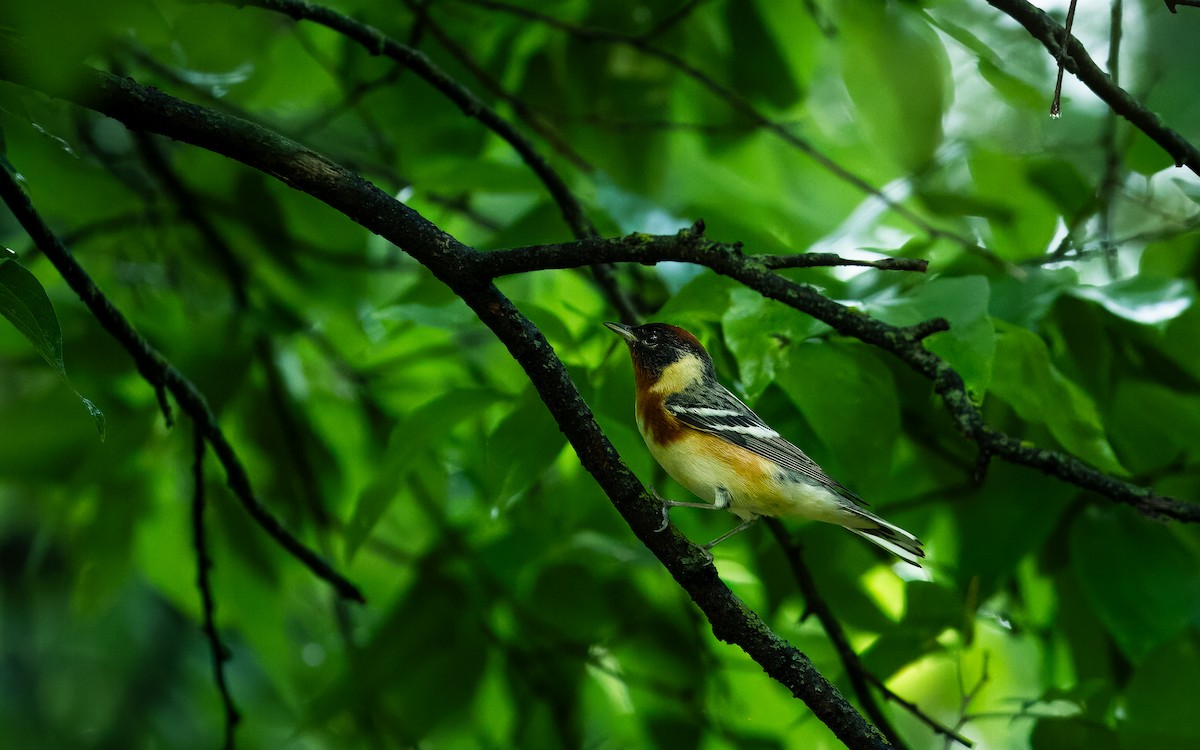 Bay-breasted Warbler - ML620287506