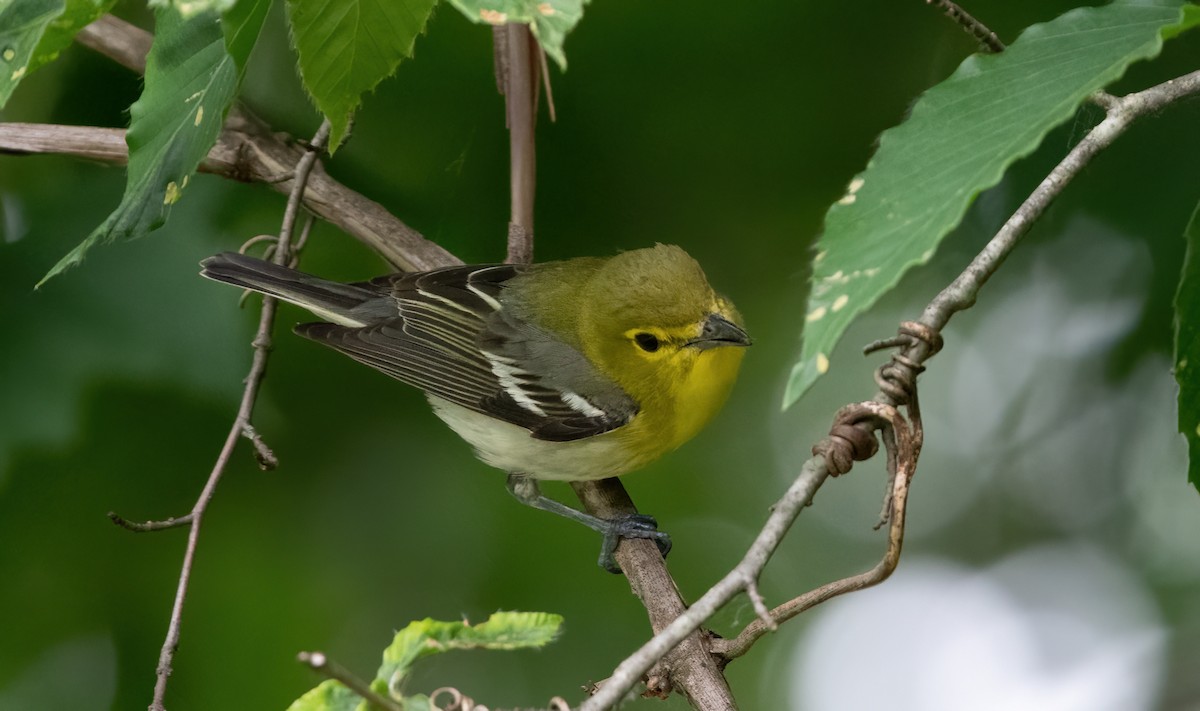 Yellow-throated Vireo - ML620287507