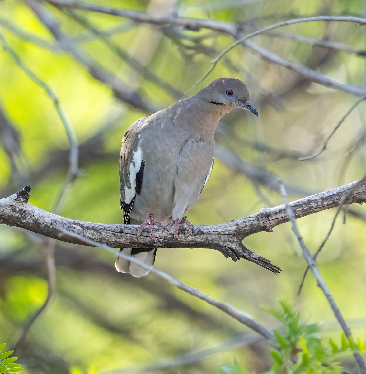 White-winged Dove - ML620287510