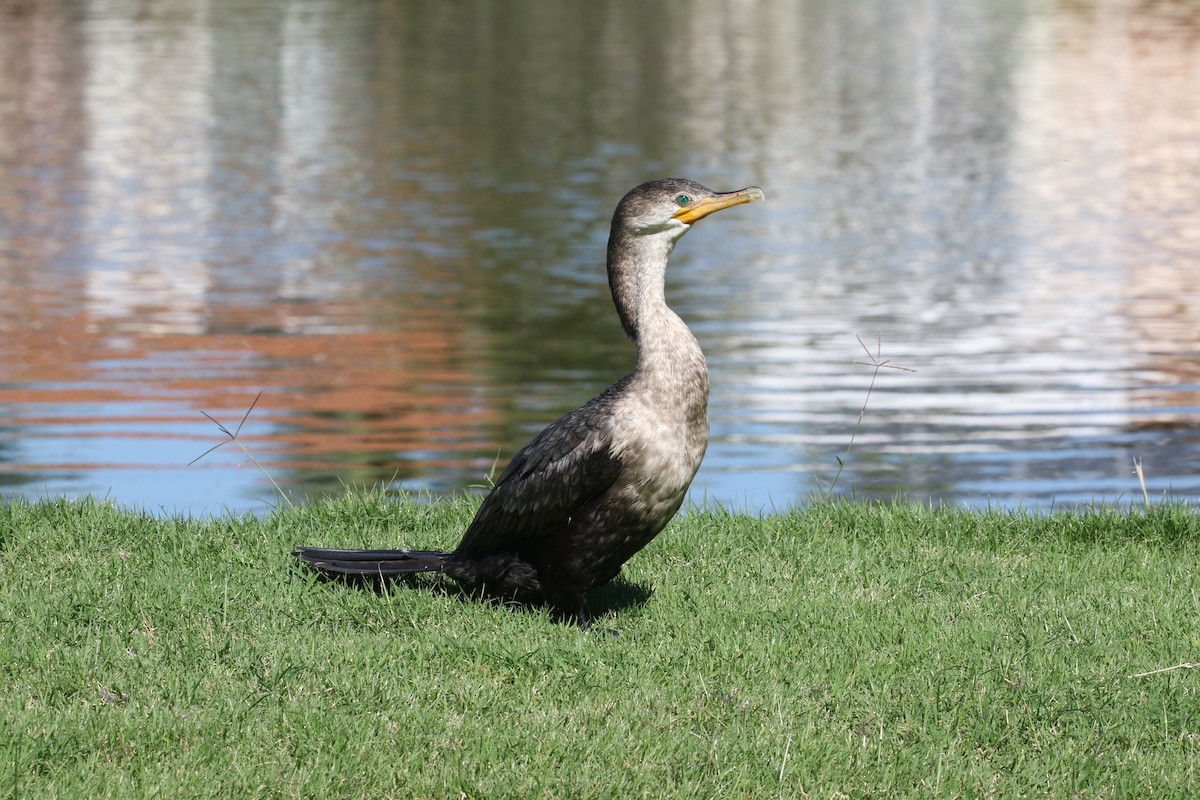 Neotropic Cormorant - ML620287511